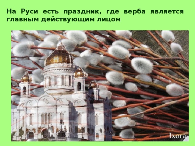 На Руси есть праздник, где верба является главным действующим лицом