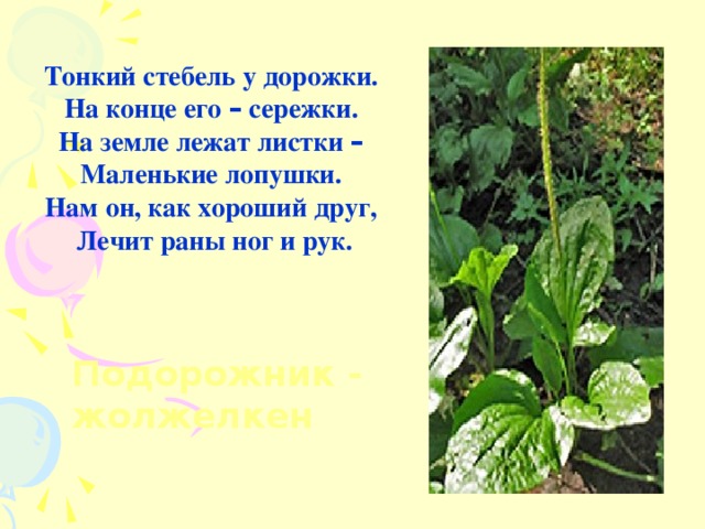 Тонкий стебель у дорожки.  На конце его – сережки.  На земле лежат листки –   Маленькие лопушки.  Нам он, как хороший друг,  Лечит раны ног и рук. Подорожник - жолжелкен