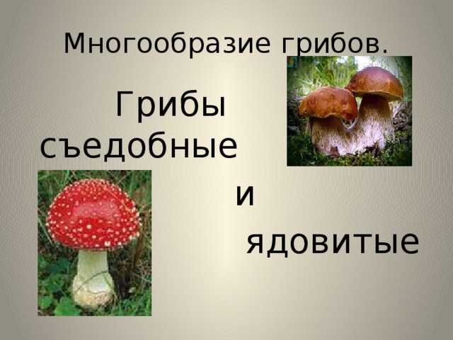 Многообразие грибов.  Грибы съедобные  и  ядовитые