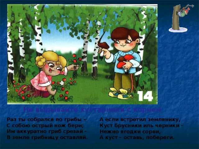 Не вырывайте кустарники с корнем Раз ты собрался по грибы – С собою острый нож бери; Им аккуратно гриб срезай – В земле грибницу оставляй. А если встретил землянику, Куст брусники иль черники – Нежно ягодки сорви, А куст – оставь, побереги.