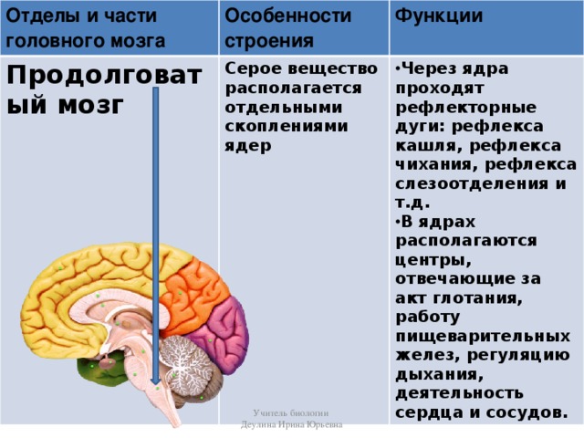 Отделы мозга и их функции 8 класс