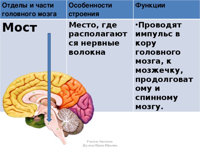 Отделы и части головного мозга Особенности строения Мост Функции Место, где располагаются нервные волокна Проводят импульс в кору головного мозга, к мозжечку, продолговатому и спинному мозгу. Учитель биологии Деулина Ирина Юрьевна
