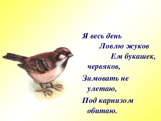 Я весь день Ловлю жуков Ем букашек, червяков, Зимовать не улетаю, Под карнизом обитаю.