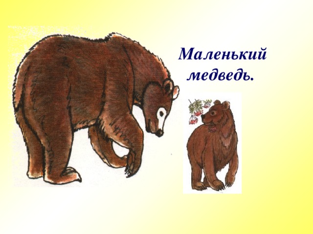 Маленький     медведь.