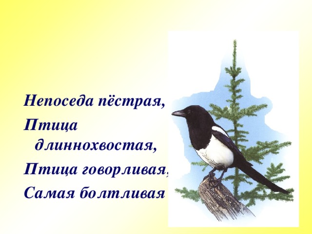 Непоседа пёстрая, Птица длиннохвостая, Птица говорливая, Самая болтливая