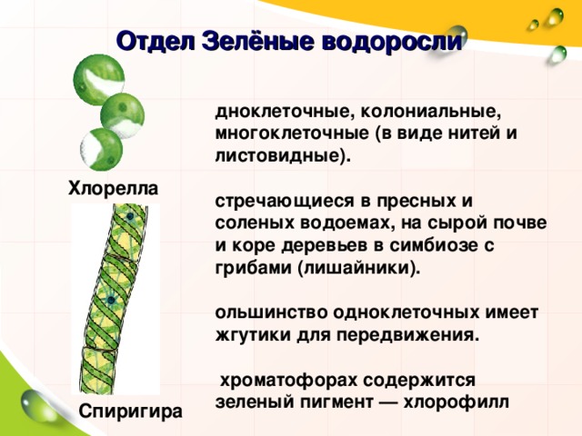 Отдел Зелёные водоросли Одноклеточные, колониальные, многоклеточные (в виде нитей и листовидные). Встречающиеся в пресных и соленых водоемах, на сырой почве и коре деревьев в симбиозе с грибами (лишайники). Большинство одноклеточных имеет жгутики для передвижения. В хроматофорах содержится зеленый пигмент — хлорофилл Хлорелла Спиригира