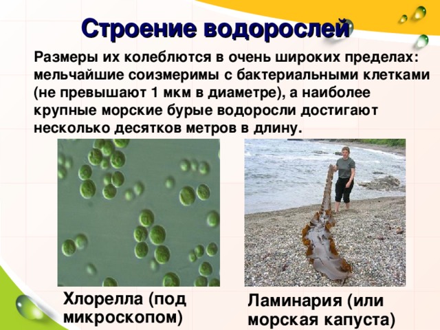 Строение водорослей Размеры их колеблются в очень широких пределах: мельчайшие соизмеримы с бактериальными клетками (не превышают 1 мкм в диаметре), а наиболее крупные морские бурые водоросли достигают несколько десятков метров в длину. Хлорелла (под микроскопом) Ламинария (или морская капуста)
