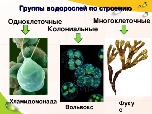 Группы водорослей по строению Многоклеточные Одноклеточные Колониальные Хламидомонада Фукус Вольвокс