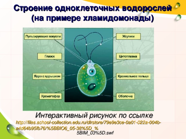 Строение одноклеточных водорослей (на примере хламидомонады) Интерактивный рисунок по ссылке http://files.school-collection.edu.ru/dlrstore/79e9e3ce-0a01-022a-004b-a4d64b95fb76/%5BBIO6_05-38%5D_% 5BIM_03%5D.swf