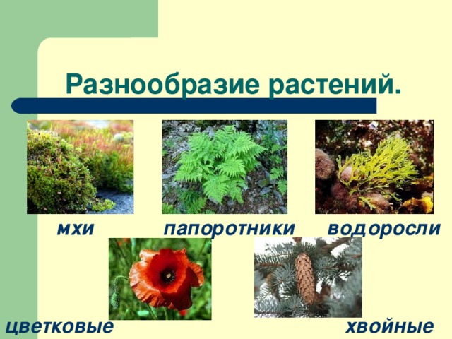 Разнообразие растений. мхи водоросли папоротники цветковые хвойные