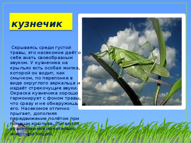 кузнечик   Скрываясь среди густой травы, это насекомое даёт о себе знать своеобразным звуком. У кузнечика на крыльях есть особая жилка, которой он водит, как смычком, по перепонке в виде округлого зеркальца и издаёт стрекочущие звуки. Окраска кузнечика хорошо гармонирует с фоном травы, что сразу и не обнаружишь его. Насекомое отлично прыгает, дополняя передвижение полётом при помощи крыльев. Питаются кузнечики исключительно животной пищей.