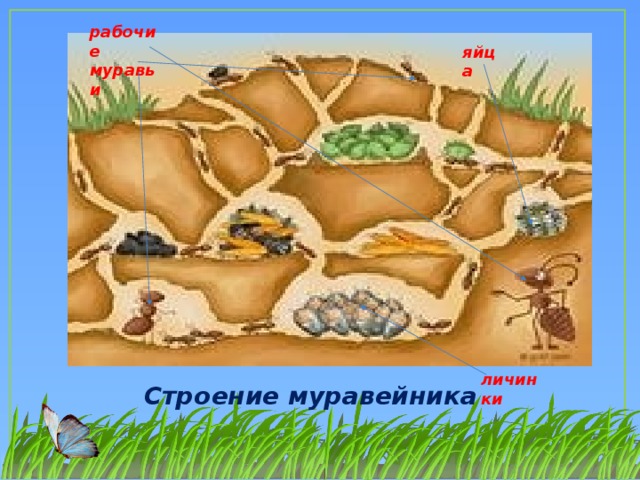 Строение муравья в картинках с подписями для детей