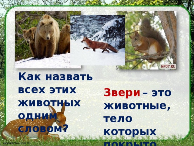 Как назвать всех этих животных одним словом? Звери  – это животные, тело которых покрыто шерстью.