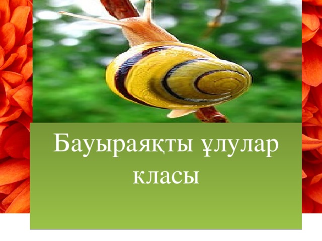                                         Бауыраяқты ұлулар класы