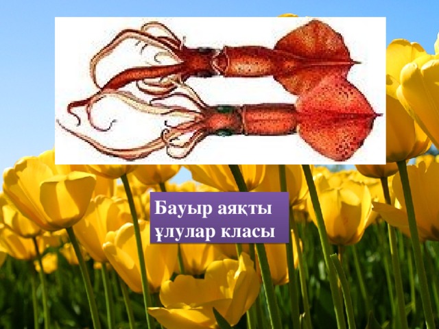 Бауыр аяқты ұлулар класы