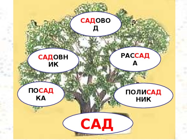 САД ОВОД РАС САД А САД ОВНИ К ПО САД КА ПОЛИ САД НИ К САД