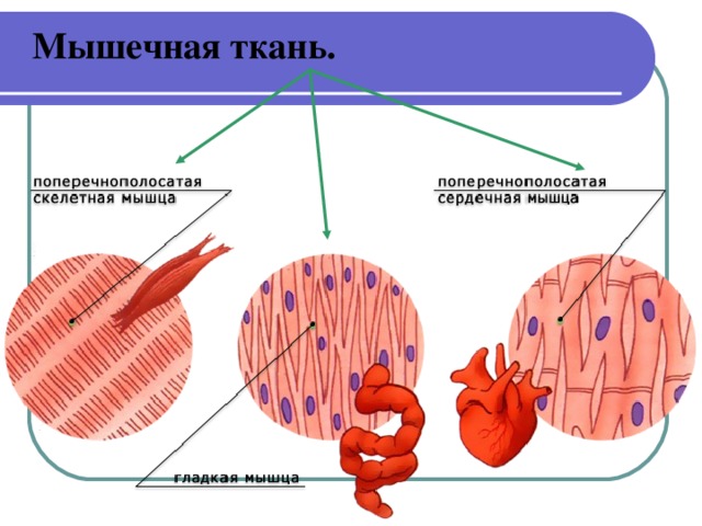 Скелетная мышечная ткань рисунок