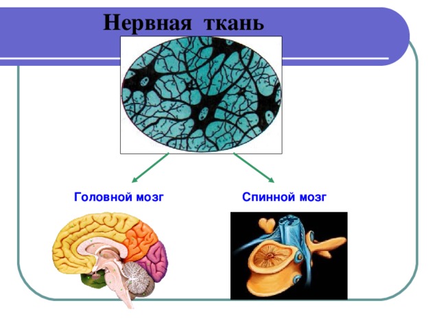 Нервная ткань Головной мозг Спинной мозг Основное свойство нервной ткани – это возбудимость и проводимость.