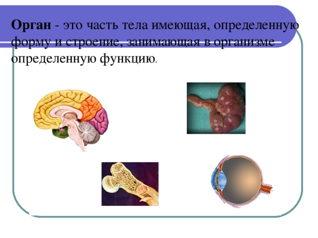 Общий обзор. Части организма имеющие определённую форму и строение это. Орган это имеющая определенную форму строение. Орган это часть тела имеющая определенную форму строение место. ...Это части организма имеющие определенное.