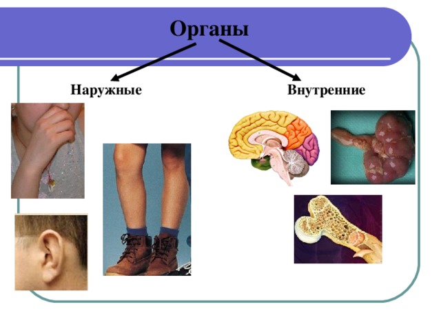 Органы Внутренние Наружные
