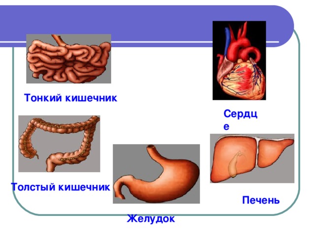 Тонкий кишечник Сердце Толстый кишечник Печень Желудок