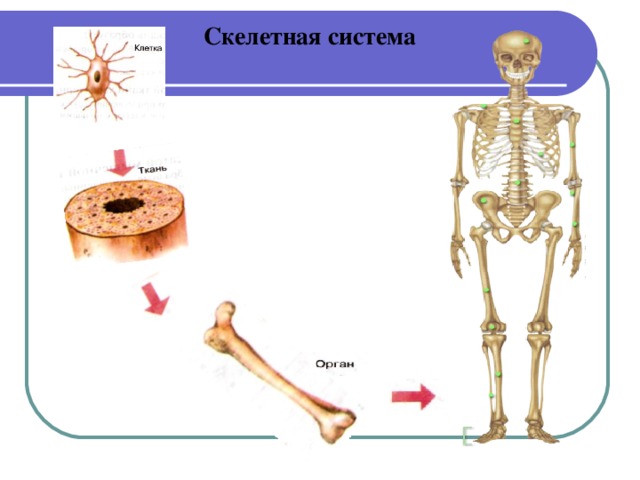 Скелетная система