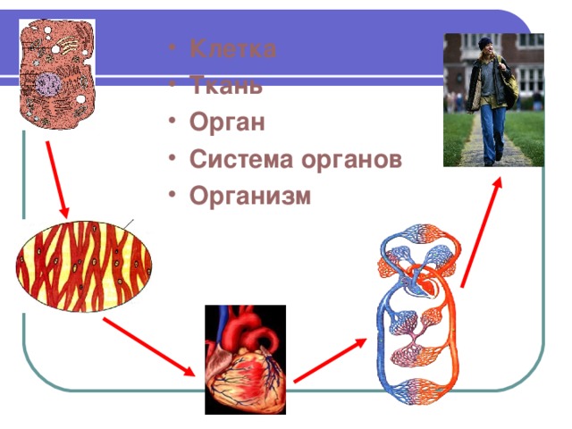 Ткань орган система органов организм. Клетка ткань орган система органов. Молекулы клетки ткани органы системы органов. Тканевые системы организма. Организм система органов органный ткань клетка молекула.