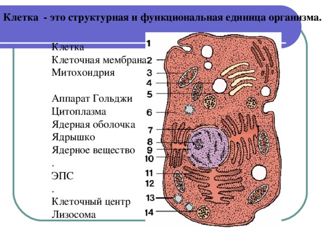 Установи какими цифрами на рисунке обозначены следующие клеточные органоиды эндоплазматическая сеть