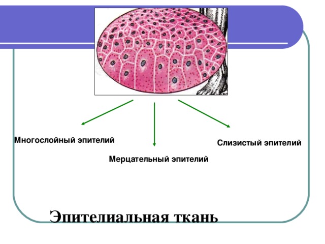 Многослойный эпителий Слизистый эпителий Мерцательный эпителий Такое строение обеспечивает защиту нижележащих тканей от высыхания, проникновения микробов, механических повреждений. Она участвует в образовании желез – слюнных, потовых, поджелудочной, печени и других. Эпителиальная ткань 8