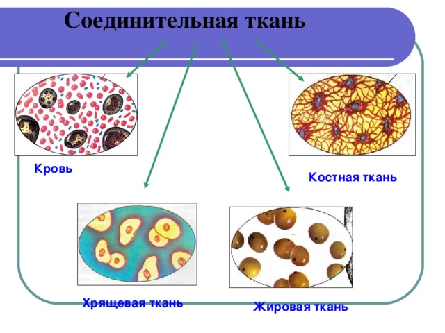 На рисунке изображена соединительная ткань кровь какова особенность этой ткани