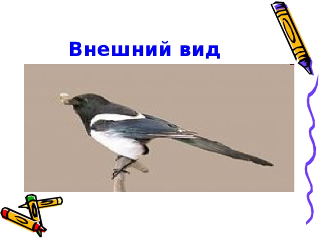 Внешний вид