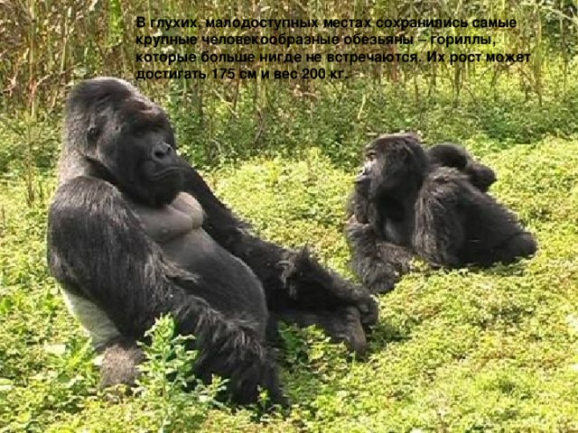 В глухих, малодоступных местах сохранились самые крупные человекообразные обезьяны – гориллы, которые больше нигде не встречаются. Их рост может достигать 175 см и вес 200 кг.