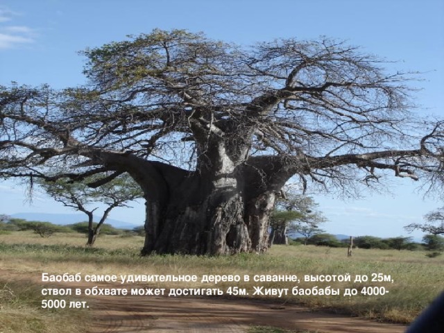 Баобаб самое удивительное дерево в саванне, высотой до 25м, ствол в обхвате может достигать 45м. Живут баобабы до 4000-5000 лет.