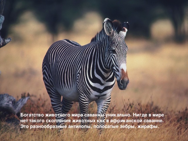 Богатство животного мира саванны уникально. Нигде в мире нет такого скопления животных как в африканской саванне. Это разнообразные антилопы, полосатые зебры, жирафы.