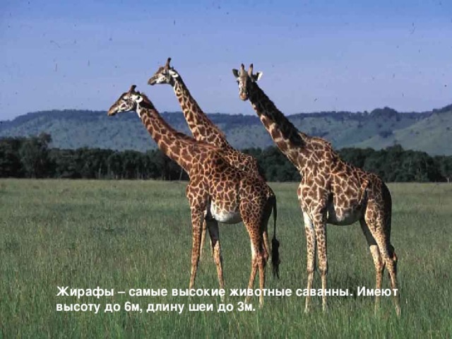 Жирафы – самые высокие животные саванны. Имеют высоту до 6м, длину шеи до 3м.