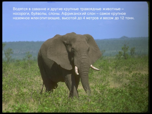 Водятся в саванне и другие крупные травоядные животные – носороги, буйволы, слоны. Африканский слон – самое крупное наземное млекопитающие, высотой до 4 метров и весом до 12 тонн.