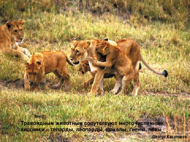 Травоядным животным сопутствуют многочисленные хищники – гепарды, леопарды, шакалы, гиены, львы .