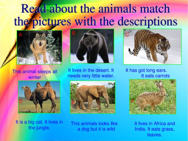 B C A It has got long ears. It eats carrots It lives in the desert. It needs very little water. This animal sleeps all winter D F E It is a big cat. It lives in the jungle. This animals looks like a dog but it is wild It lives in Africa and India. It eats grass, leaves.