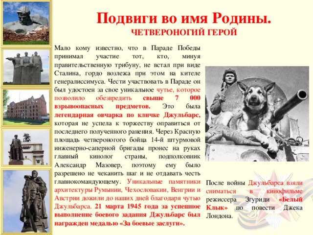 Подвиги во имя Родины. Четвероногий герой Мало кому известно, что в Параде Победы принимал участие тот, кто, минуя правительственную трибуну, не встал при виде Сталина, гордо возлежа при этом на кителе генералиссимуса. Чести участвовать в Параде он был удостоен за свое уникальное чутье, которое позволило обезвредить свыше 7 000 взрывоопасных предметов. Это была легендарная овчарка по кличке Джульбарс, которая не успела к торжеству оправиться от последнего полученного ранения. Через Красную площадь четвероногого бойца 14-й штурмовой инженерно-саперной бригады пронес на руках главный кинолог страны, подполковник Александр Мазовер, поэтому ему было разрешено не чеканить шаг и не отдавать честь главнокомандующему. Уникальные памятники архитектуры Румынии, Чехословакии, Венгрии и Австрии дожили до наших дней благодаря чутью Джульбарса. 21 марта 1945 года за успешное выполнение боевого задания Джульбарс был награжден медалью «За боевые заслуги». После войны Джульбарса взяли сниматься в кинофильме режиссера Згуриди «Белый Клык» по повести Джека Лондона.