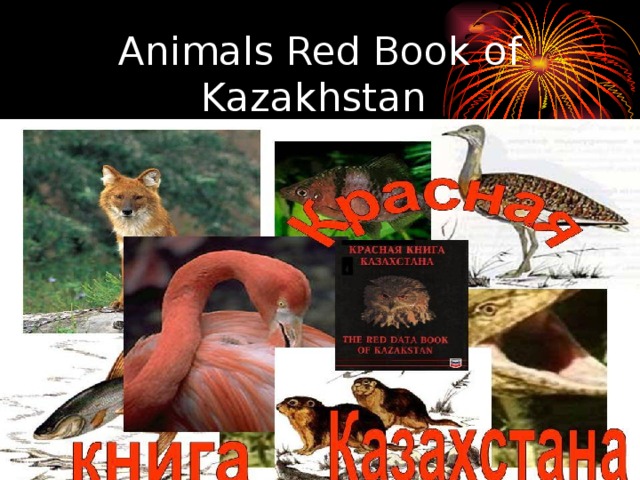 Animals Red Book of Kazakhstan