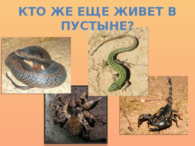 Кто же еще живет в пустыне?