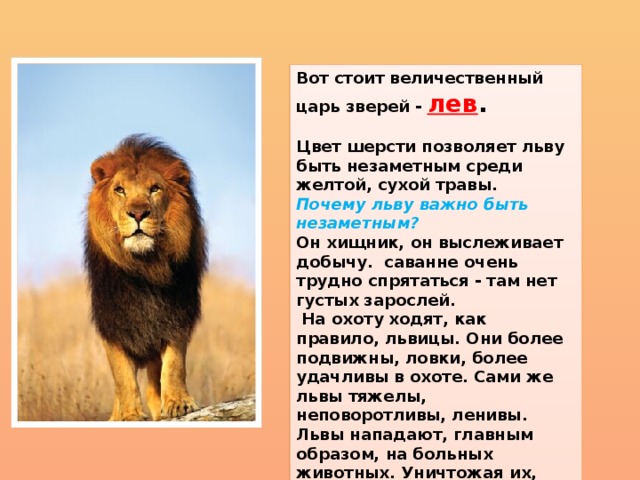 Текст про зверей. Рассказ про Льва. Описание Льва. Описание Льва для детей. Проект про Льва.