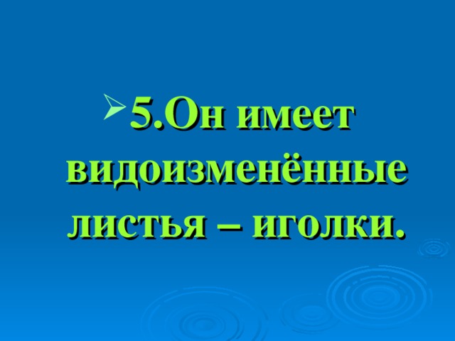 5.Он имеет видоизменённые листья – иголки.