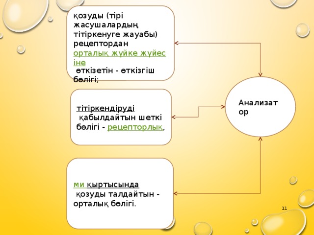 қозуды (тірі жасушалардың тітіркенуге жауабы) рецептордан  орталық жүйке жүйесіне  өткізетін - өткізгіш бөлігі; Анализатор тітіркендіруді   қабылдайтын шеткі бөлігі -  рецепторлық , ми қыртысында   қозуды талдайтын - орталық бөлігі. 3