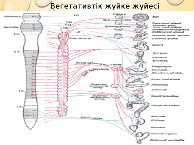 Вегетативтік жүйке жүйесі 3