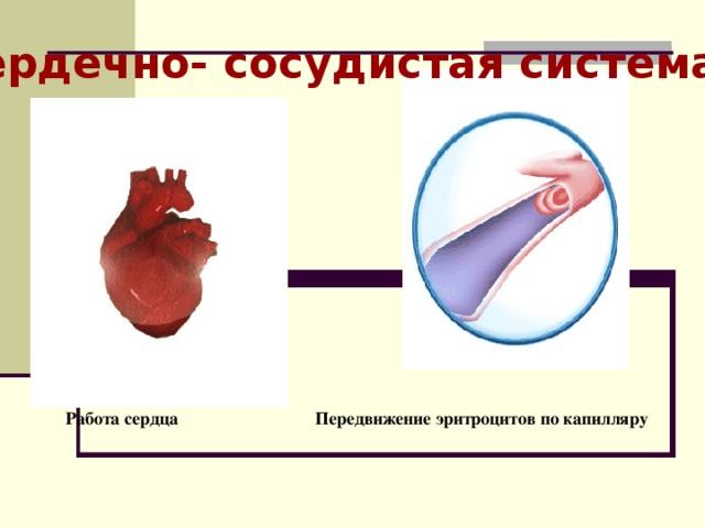 Сердечно- сосудистая система Передвижение эритроцитов по капилляру Работа сердца