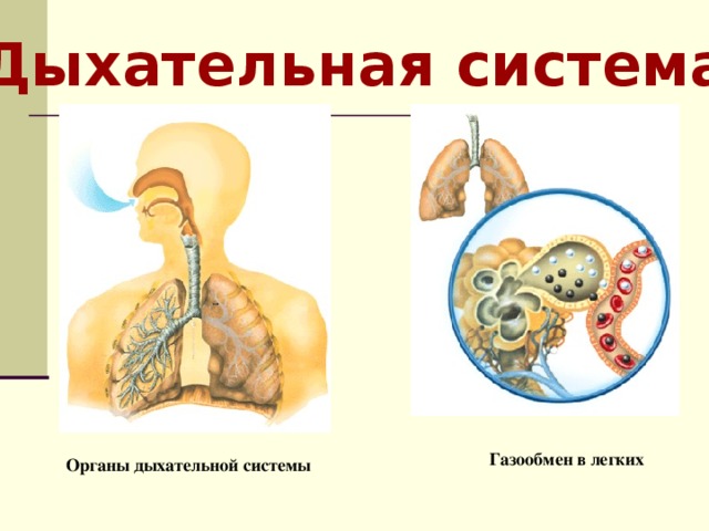 Дыхательная система Газообмен в легких Органы дыхательной системы