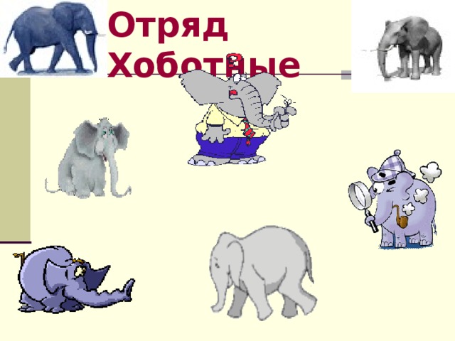 Отряд Хоботные