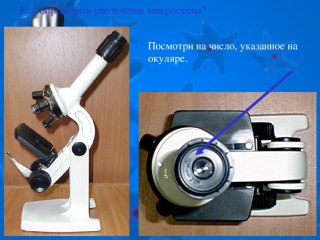 Как определить увеличение микроскопа? Посмотри на число, указанное на окуляре.