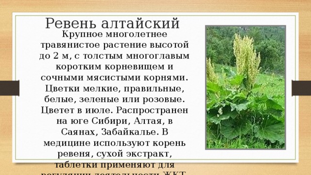 Ревень алтайский Крупное многолетнее травянистое растение высотой до 2 м, с толстым многоглавым коротким корневищем и сочными мясистыми корнями. Цветки мелкие, правильные, белые, зеленые или розовые. Цветет в июле. Распространен на юге Сибири, Алтая, в Саянах, Забайкалье. В медицине используют корень ревеня, сухой экстракт, таблетки применяют для регуляции деятельности ЖКТ. Сухой порошок из корня рекомендуют для лечения ожогов.